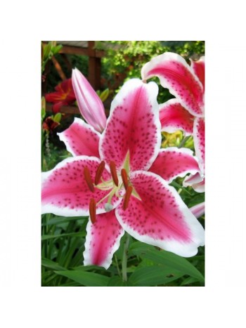 Лилиум" Lilium Star Gazer"LL6